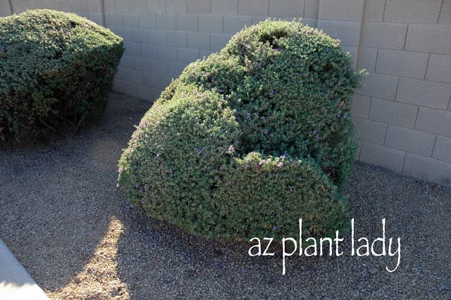 Leucophyllum frutescens 'Green Cloud