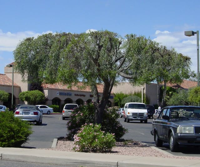 poorly pruned tree