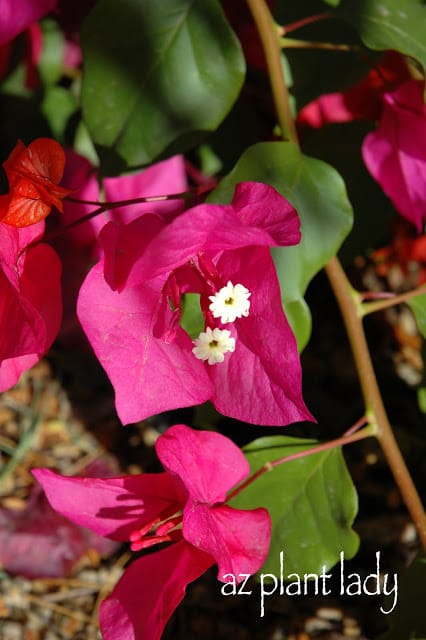 Bougainvillea 