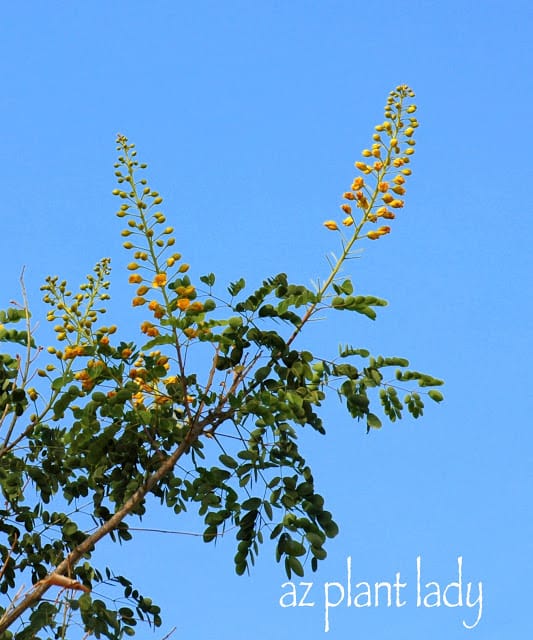 Mexican Bird of Paradise