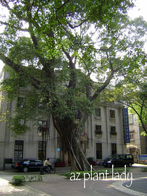 Beautiful Banyan trees