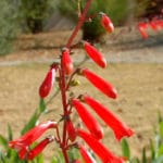 Firecracker Penstemon