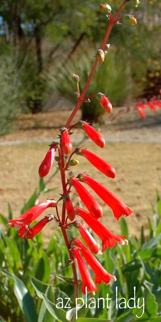 Firecracker Penstemon