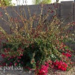 Bougainvillea