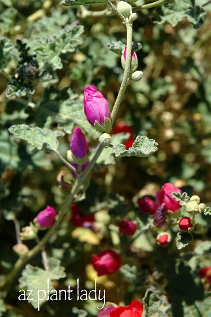 Globe Mallow