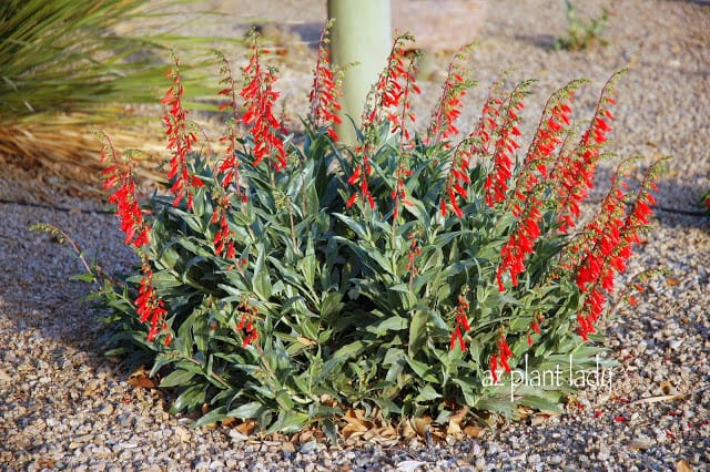 Firecracker Penstemon