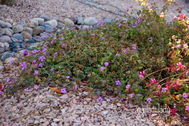 Purple Lantana