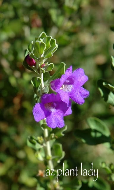 Rio Bravo Sage