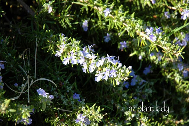 December Garden