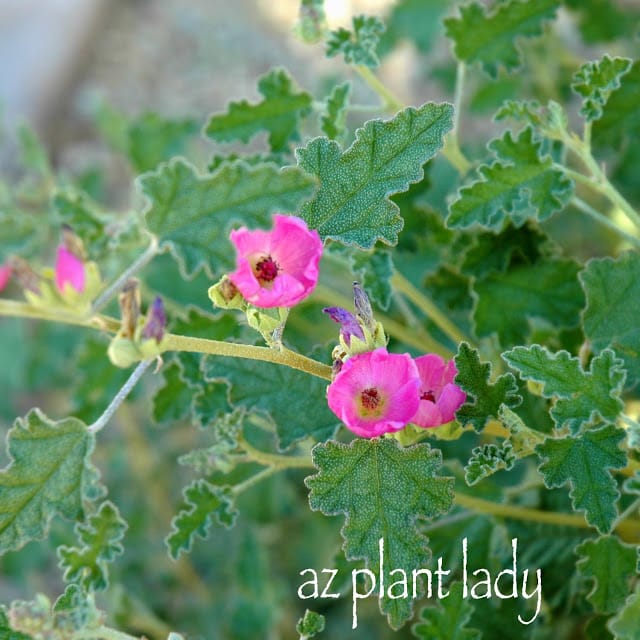 December Garden