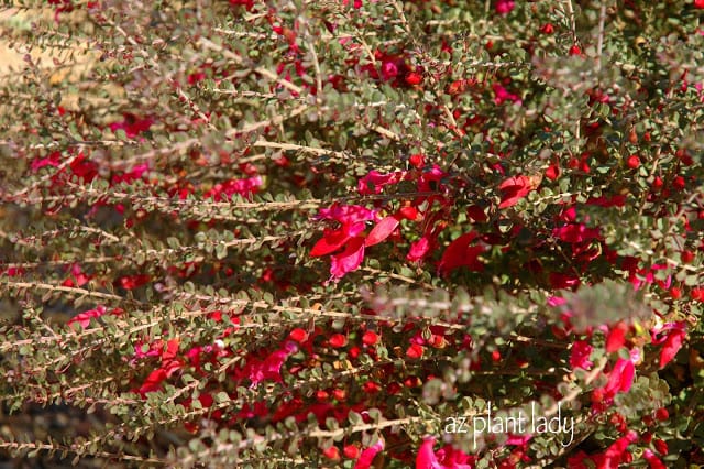 Eremophila maculata Red Hearts