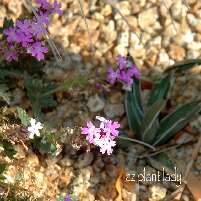 Goodding's Verbena 