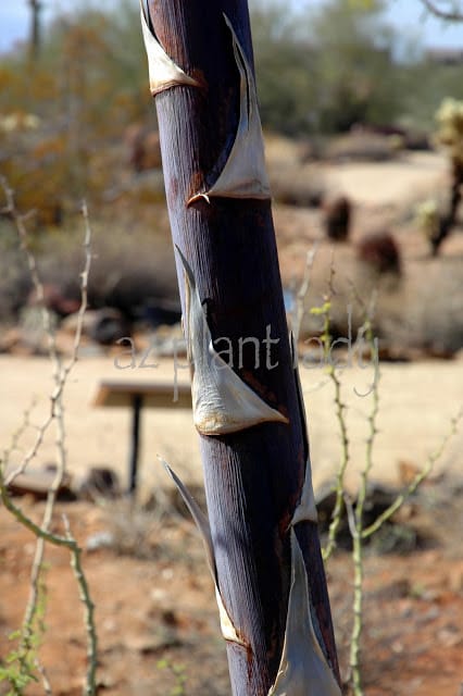 very large agave stalk 