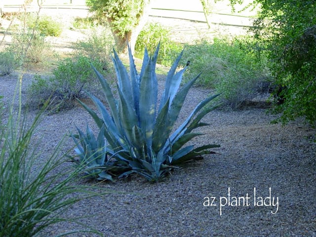 Agave americana with pups