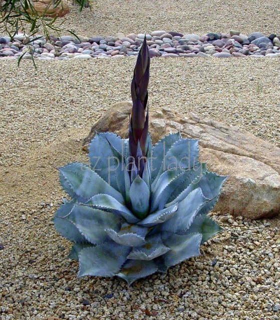 the beginning agave flowering stalk