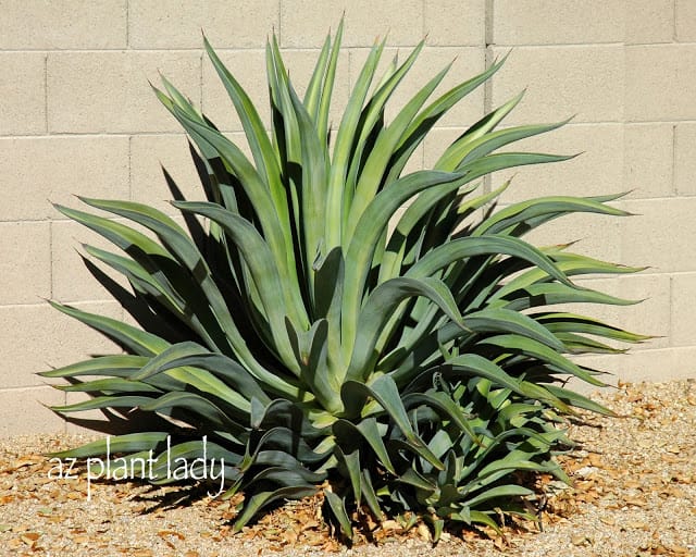 Agave desmettiana 