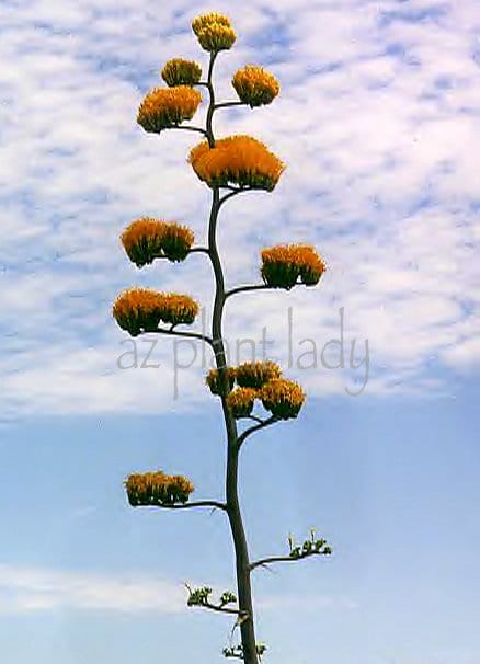 Flowering Stalk: Flowering Once In A Lifetime.