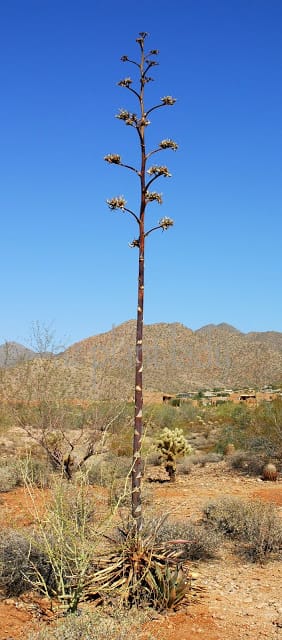 An agave in the desert that has died after flowering