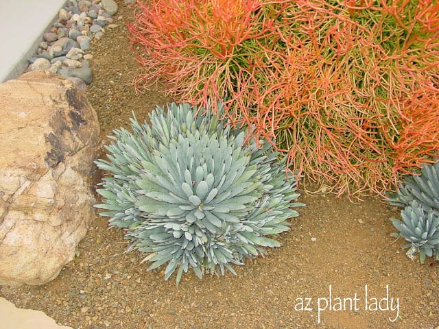 Agave macroacantha with many pups growing around it