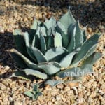 Agave-parryi