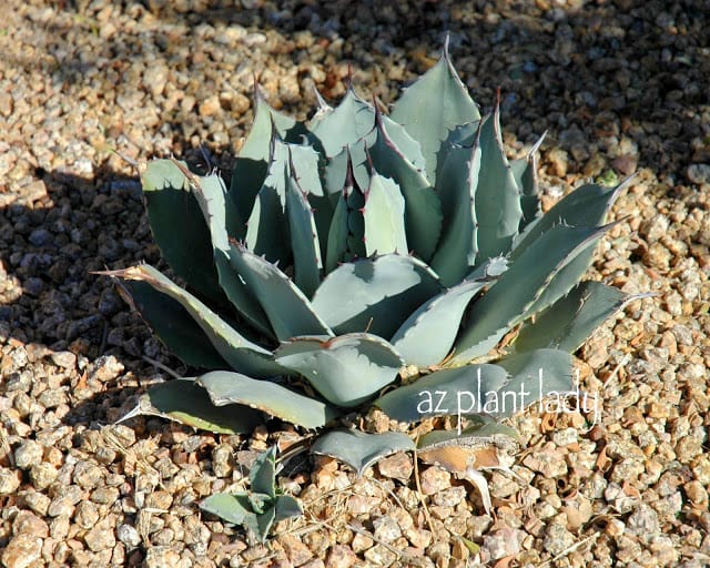 Agave-parryi