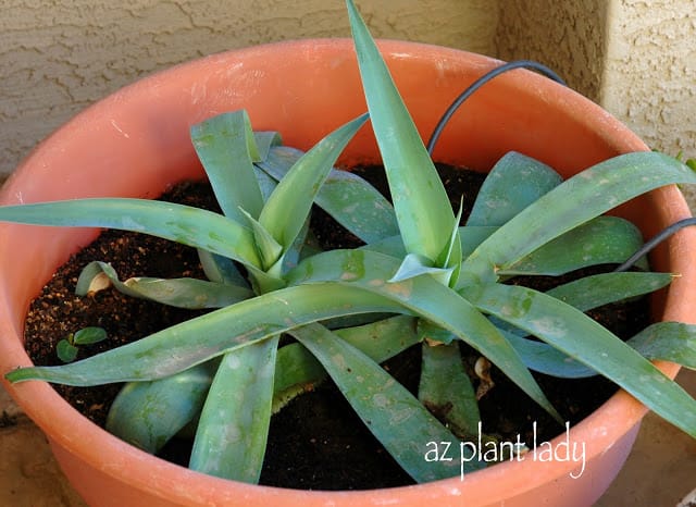 Matured agave bulbils grown into young plants