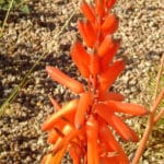 Aloe flower