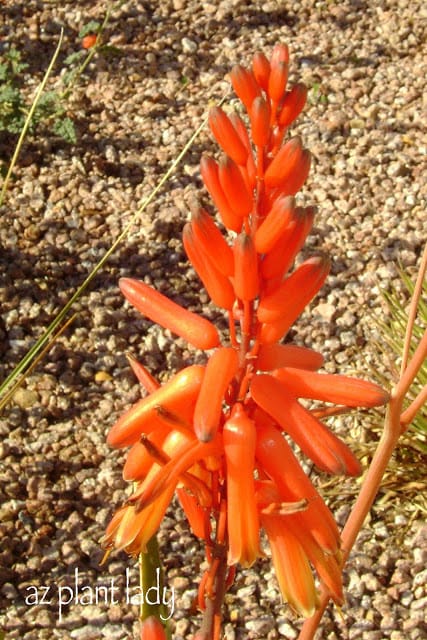 Aloe flower