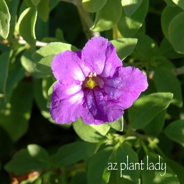 Baja Ruellia