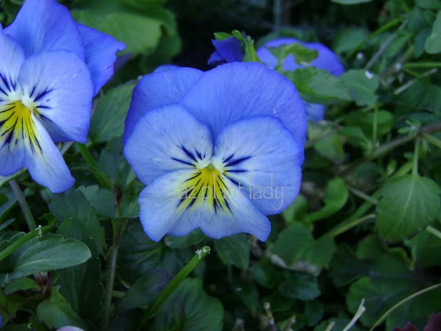 Blue Viola