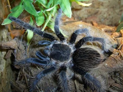 tarantula