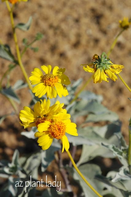 Blooming Plants