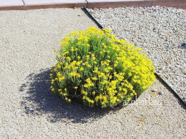 Desert Garden