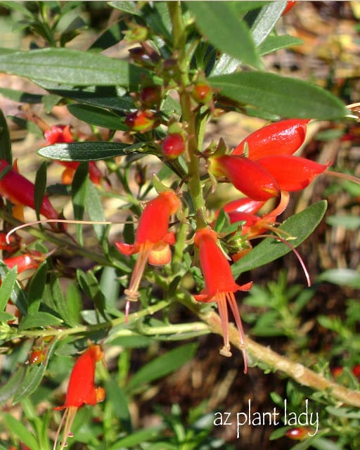 Blooming Plants