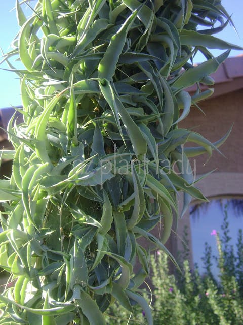 Bulbils of the Octopus Agave close up