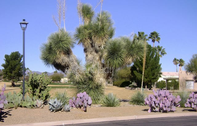 Living Green in the Desert Garden