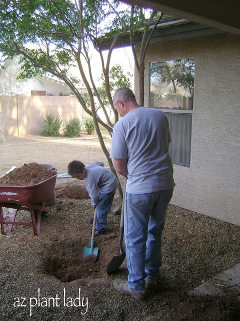 holes ready for our roses