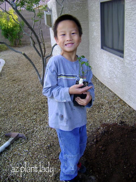 ready to plant his rose