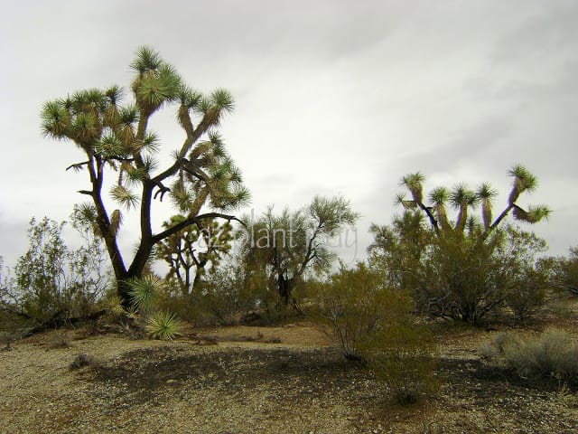 Joshua trees