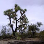 Joshua trees