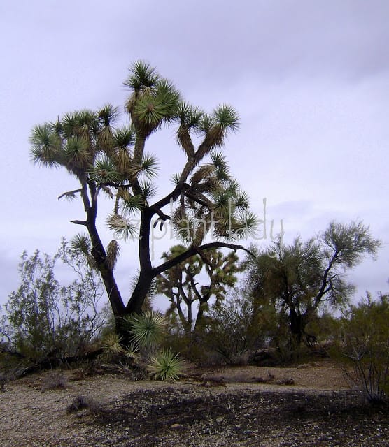 Joshua trees