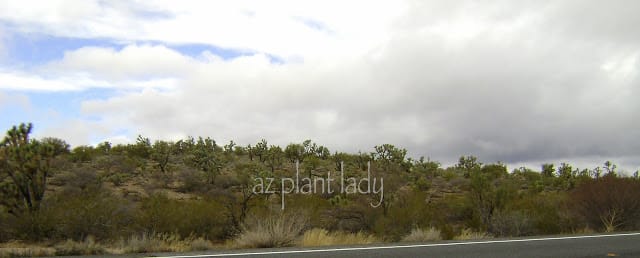 Joshua trees