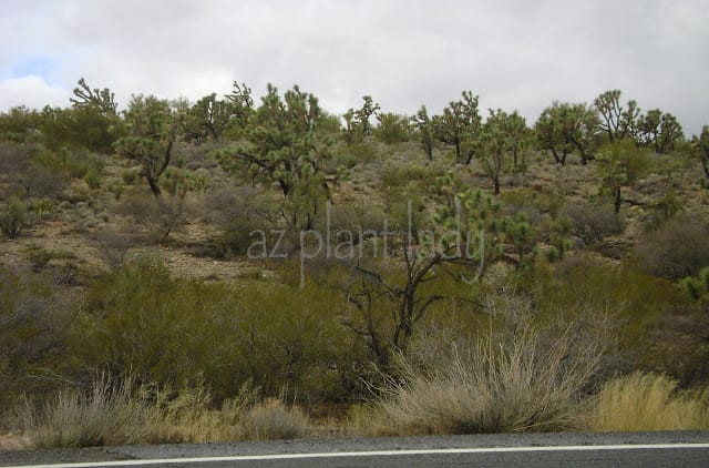 Joshua trees