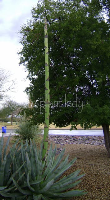 almost full grown tall flowering stalk of the agave