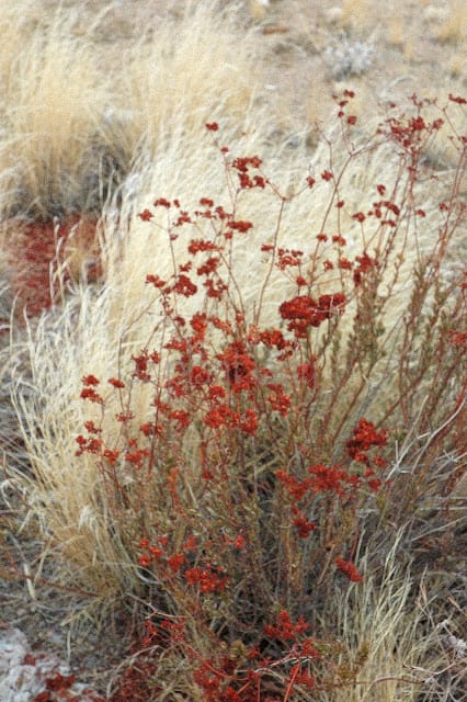 Arizona's deserts 