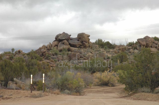 Joshua trees