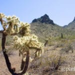 Strangely shaped cactus