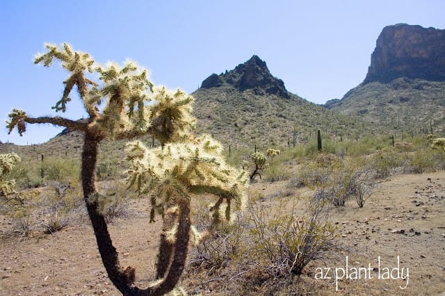 Strangely shaped cactus