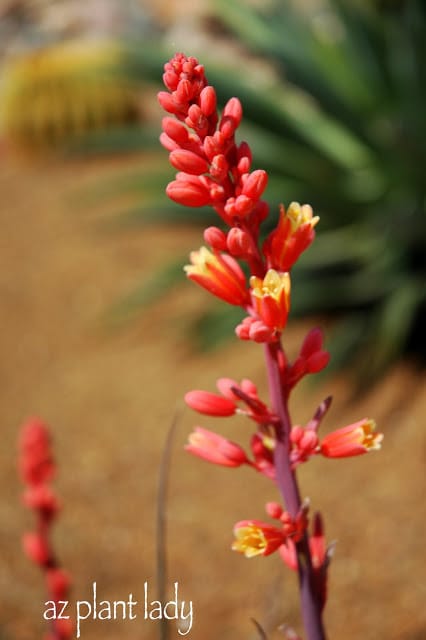 Red Yucca