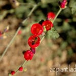 Globe Mallow